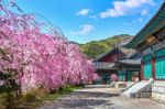 Cherry Blossom In Spring, South Korea Stock Photo