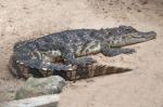 The Crocodile In Zoo Stock Photo