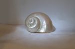 Pearl Snail Stock Photo