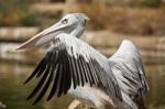 Pink-backed Pelican Stock Photo