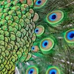 Male Green Peacock Feathers Stock Photo