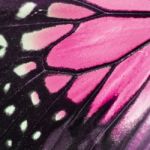 Pink Butterfly Wing Stock Photo