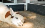 Alpaca Lie Down On Floor Stock Photo