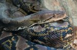Fuengirola, Andalucia/spain - July 4 : Reticulated Python (pytho Stock Photo