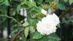 Gardenia Flower Stock Photo