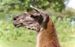 Beautiful Isolated Image Of A Llama Standing Awake Stock Photo