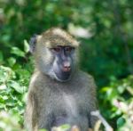 The Thoughtful Baboon Stock Photo