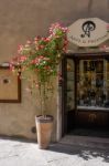 Pienza, Tuscany/italy - May 18 : Dog Rose Outside A Shop In Pien Stock Photo