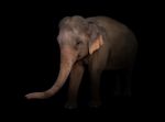 Female Asia Elephant In The Dark Stock Photo