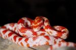 Red Corn Snake Stock Photo