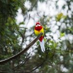 Eastern Rosella Resting On A Branch Stock Photo