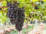 Red Grapes On The Vine Stock Photo