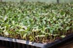 Organic Green Young Sunflower Sprouts Stock Photo