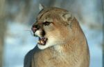 Angry Cougar Stock Photo
