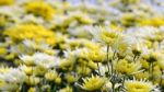 Chrysanthemum Morifolium Flowers Garden Stock Photo