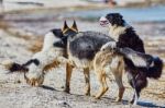 Stray Dogs On The Beach Stock Photo