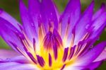 Purple Water Lilly Stock Photo