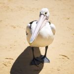 Pelican On The Beach Stock Photo