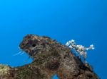 Colorful Harlequin Shrimp Under Sea Water Stock Photo