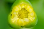 Limnocharis Flava Or Yellow Burr Head Flower Stock Photo