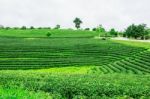 Planting Tea With Green Nature Stock Photo