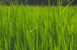 Close Up Green Grass In A Field Stock Photo
