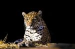 Wild Leopard Lying Relaxed Stock Photo