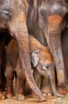 Asian Baby Elephant Stock Photo