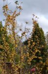 Tree With Yellow Berries And Thorny Branches In East Grinstead Stock Photo