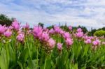 Field Of Pink Siam Tulip Flower Or Curcuma Alismatifolia With Sky And Clouds Stock Photo