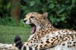 Cheetah Yawning Stock Photo