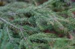 Spruce Tree Close-up Stock Photo