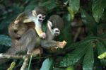 Squirrel Monkey In Amazon Rainforest Stock Photo