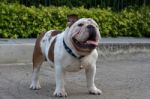 English Bulldog Stand On The Ground Stock Photo