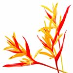 Heliconia Rubra Stock Photo