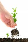 Green Seedling In Hand Stock Photo