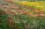 A Field Of Spring Flowers In Castiglione Del Lago Province Of Pe Stock Photo