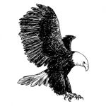 Freehand Sketch Illustration Of Eagle, Hawk Bird Stock Photo