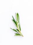 Branch Of Fresh Rosemary  Isolated On White Background Stock Photo