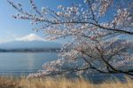 Mt Fuji And Cherry Blossom Stock Photo