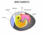 Bird Embryo Stock Photo