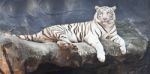 White tiger lying on a rock Stock Photo