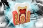 Tooth Structure Stock Photo