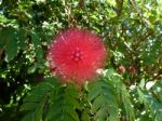 Single Red Spiky Flower Stock Photo