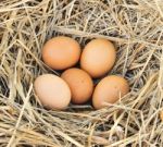 Eggs In A Nest Stock Photo