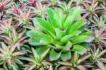 Bromeliad (aechmea Fasciata) Stock Photo