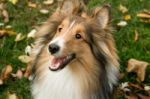 Sheltie Stock Photo