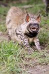Striped Hyena Stock Photo