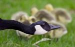 Beautiful Isolated Photo Of Young Chicks Of Canada Geese Under Cover Stock Photo
