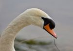 Beautiful Isolated Photo Of A Strong Mute Swan Stock Photo